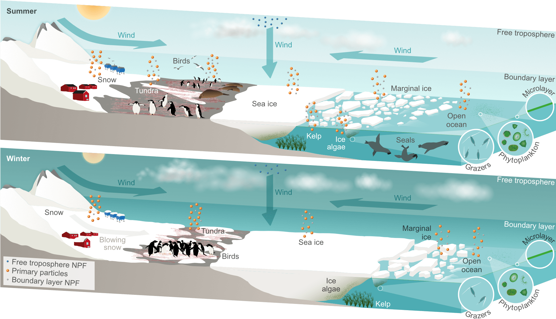 An infographic illustrating seasonal changes in primary and secondary aerosols in Antarctica, featuring a summer scene with penguins, birds, snow, and sea ice on the top, and a winter scene with similar elements below. Each section depicts the effects of wind, snow, and marine life, including kelp, ice algae, and seals.