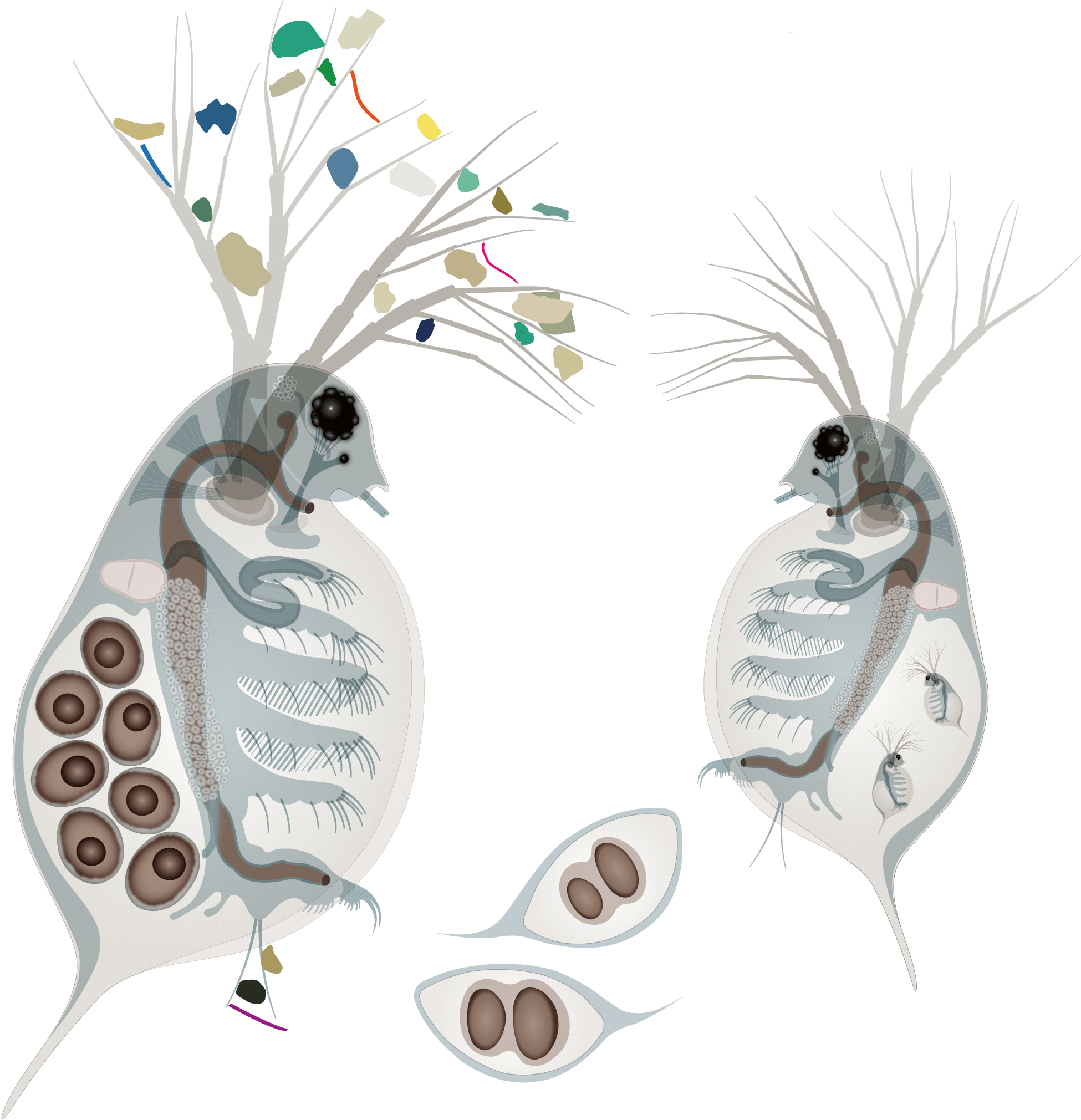 Scientific biological illustrations of Daphnia magna (water flea) specimens for research publications and educational presentations. with detailed anatomical features, including eggs and other internal structures. One Daphnia has microplastics in its appendages.