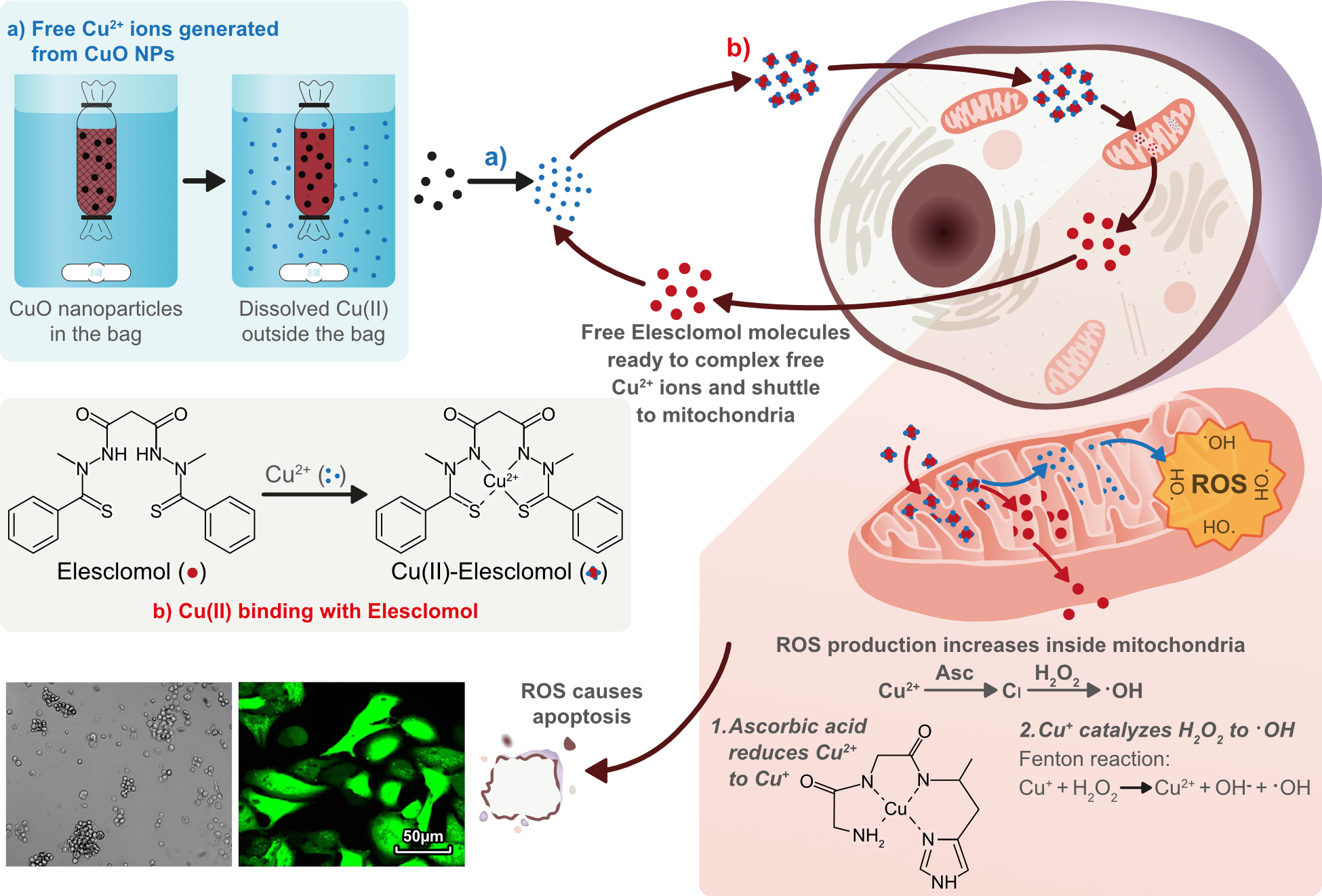 Schematic illustration showing the generation of free Cu2+ ions from CuO nanoparticles, their binding with Elesclomol, and the resulting increase in reactive oxygen species (ROS) production inside mitochondria.