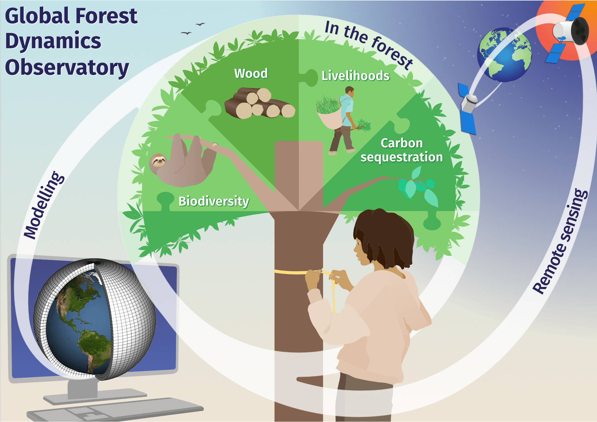 Scientific illustration for the Global Forest Dynamics Observatory, designed for forestry research conferences and publications.
