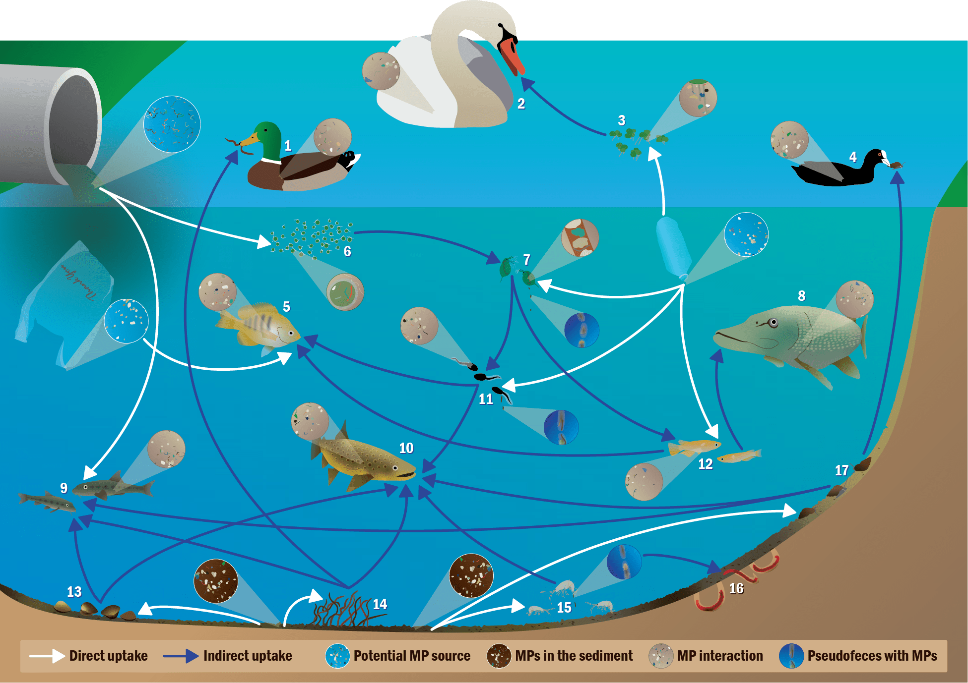 Illustration depicting the movement and interaction of microplastics (MPs) in aquatic environments, showing various species like ducks, fish, and their connection to MP exposure through direct and indirect uptake.
