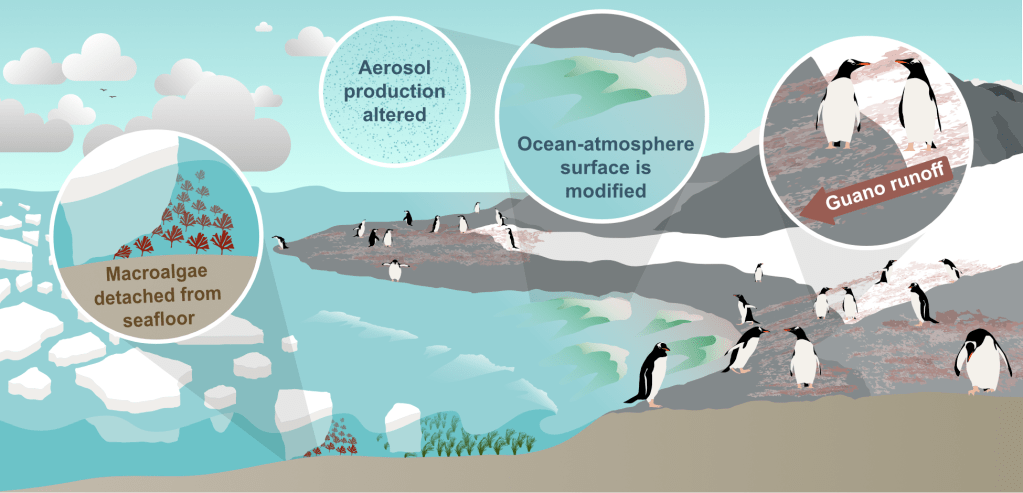 Graphical abstract showing how leaching materials from Antarctic seaweeds and penguin guano affect cloud-relevant aerosol production processes.