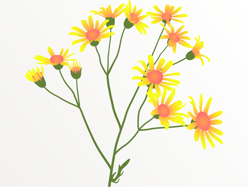 A digital illustration of a flowering plant with yellow petals and orange centers, featuring several blooms on green stems against a white background.