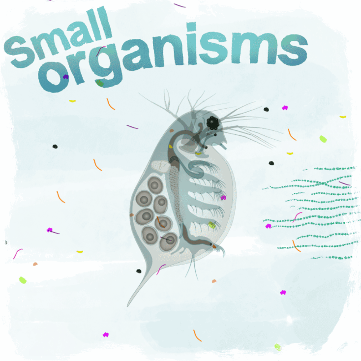 Graphic showing a Daphnia magna and the words Small organisms