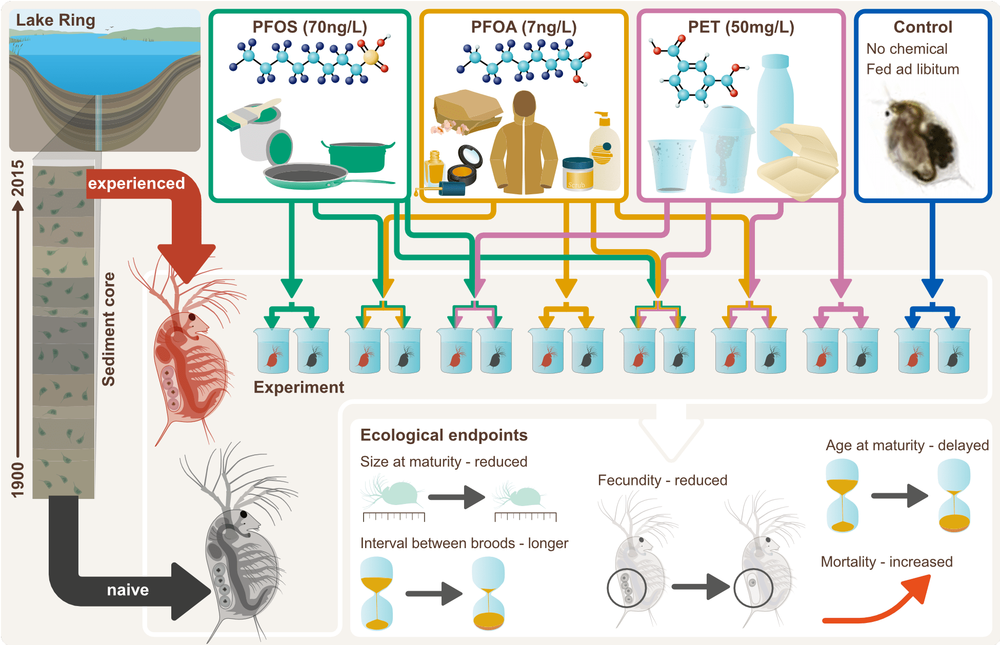 Diagram illustrating an experiment on the effects of various chemicals (PFOS, PFOA, PET) on daphnia from different points in time, with observations of ecological endpoints such as size at maturity, fecundity, age at maturity, and mortality rates.