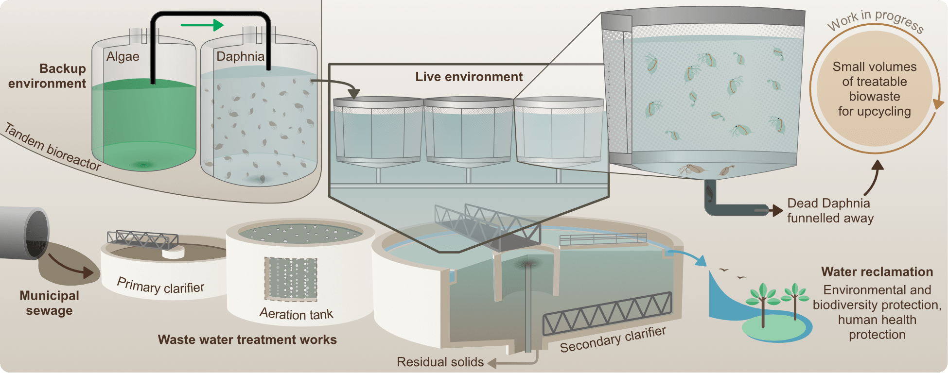 Conceptual flow diagram illustrating the water bioremediation process using Daphnia, depicting treatment stages and biological purification mechanisms.